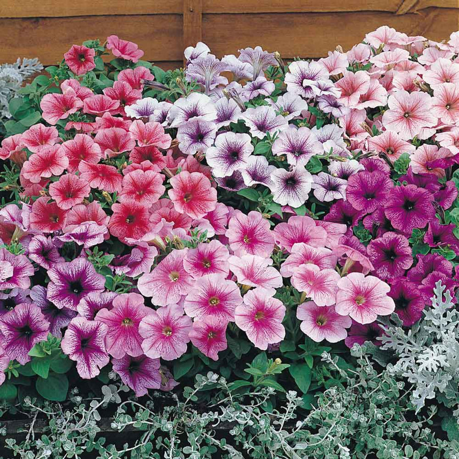 Plug Plants - Petunia Reflections Mix  3