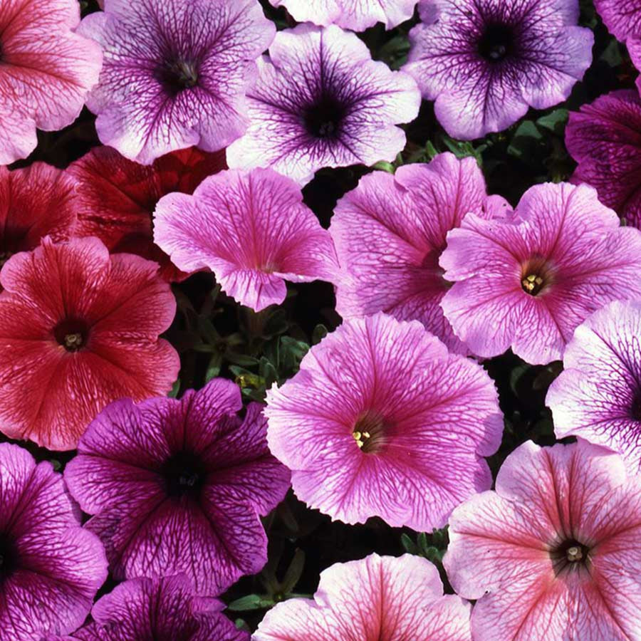 Plug Plants - Petunia Reflections Mix  4