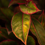 Aglaonema Light Star  2