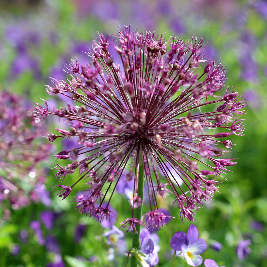 Allium 'Purple Rain' Spring Bulbs  4