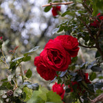Ruby 40th Wedding Anniversary Rose Bush Gift Wrapped  2