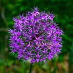 Allium 'Purple Rain' Spring Bulbs  2