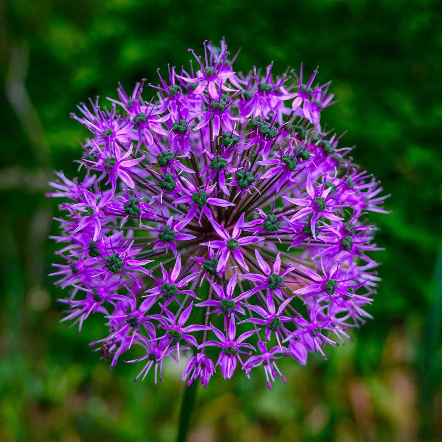 Allium 'Purple Rain' Spring Bulbs  2