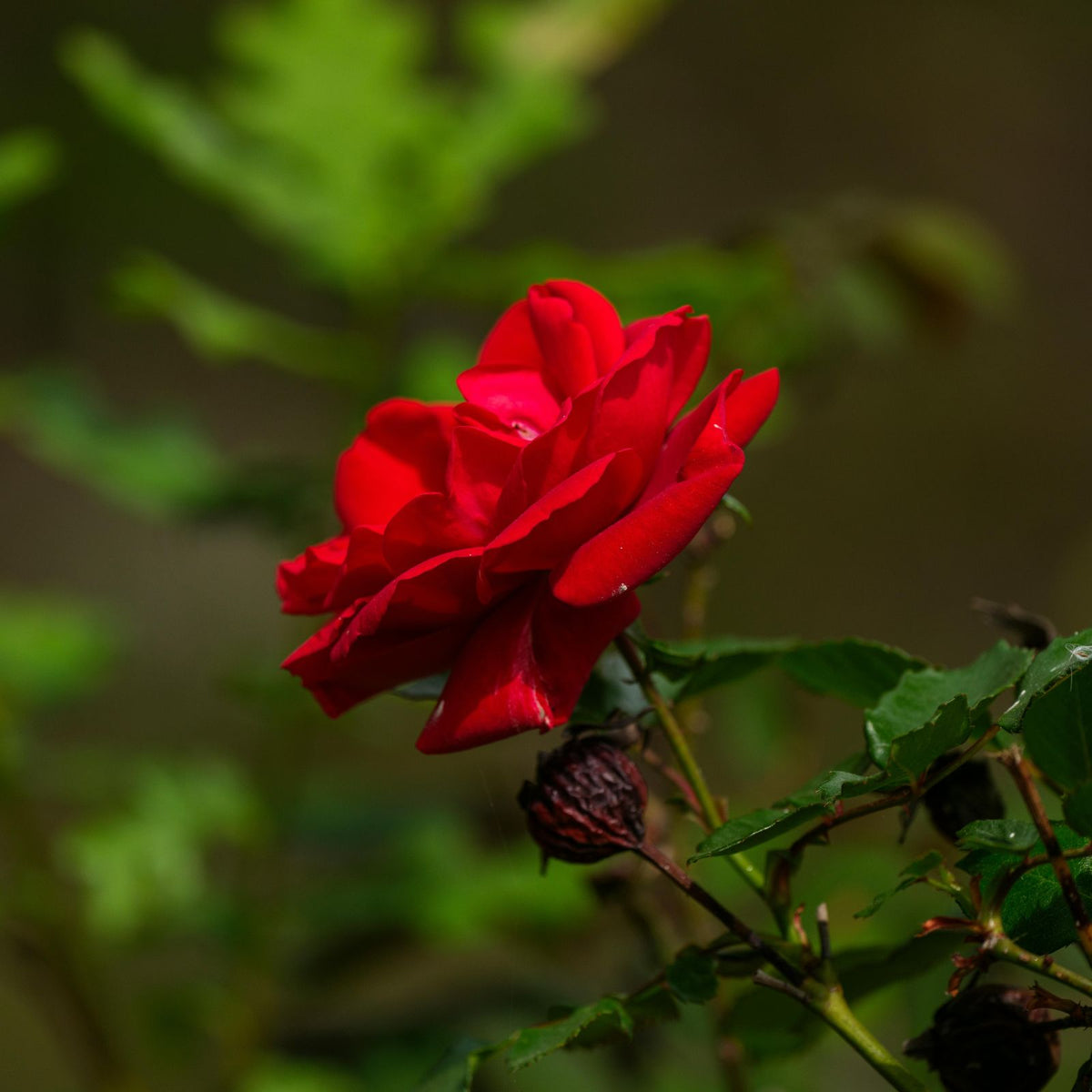 Special Dad Rose Bush Gift Wrapped  2