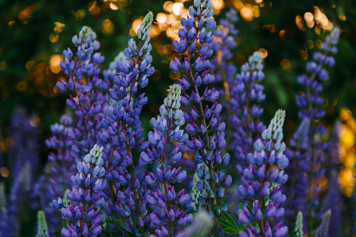 Carbeth Plants | Outdoor & Indoor Plants, Bulbs & Gifts