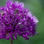 Allium 'Purple Rain' Spring Bulbs  3