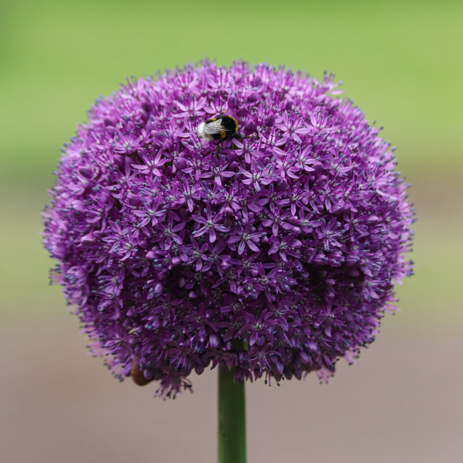 Allium 'Purple Rain' Spring Bulbs  1