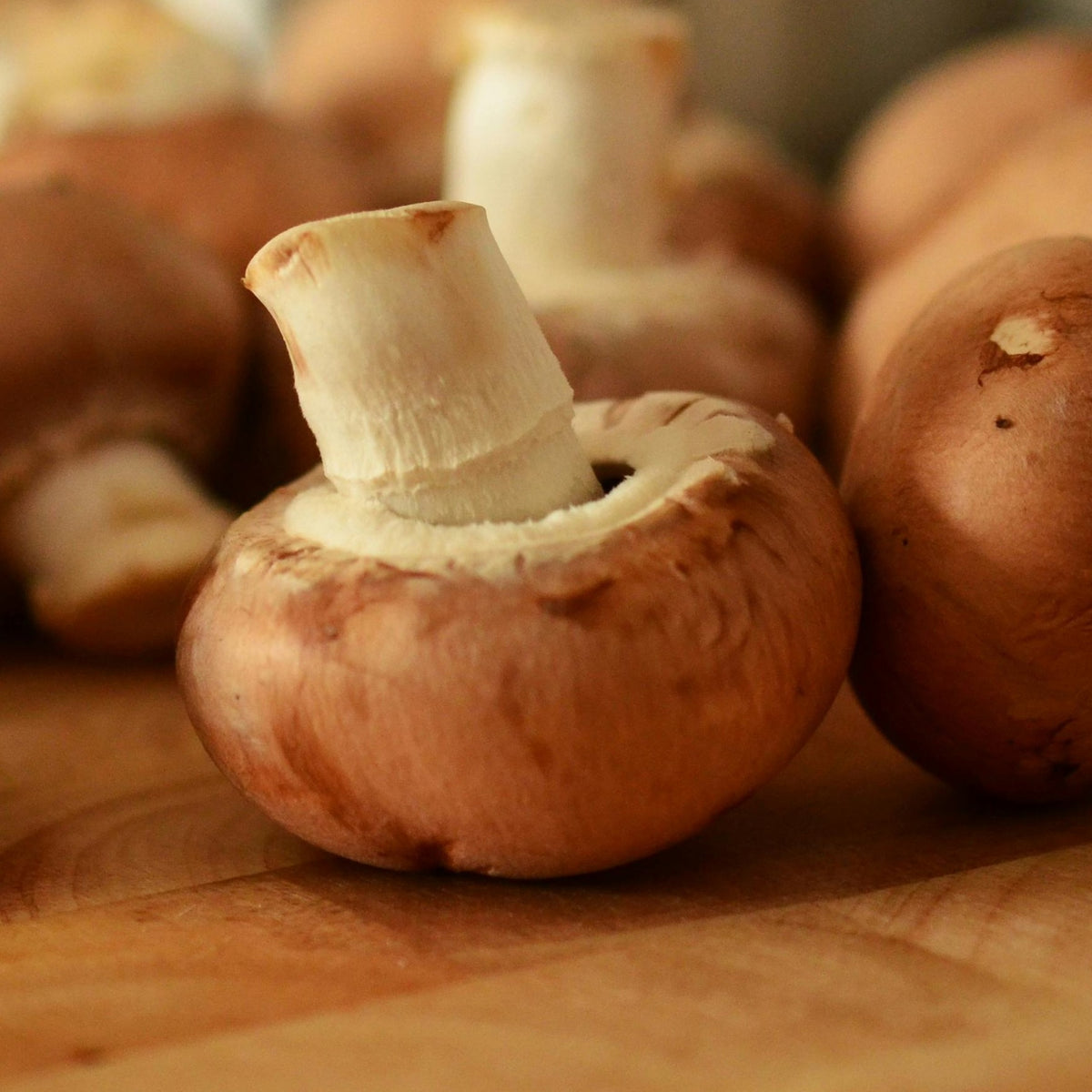Brown Mushroom Dome Growing Kit  2