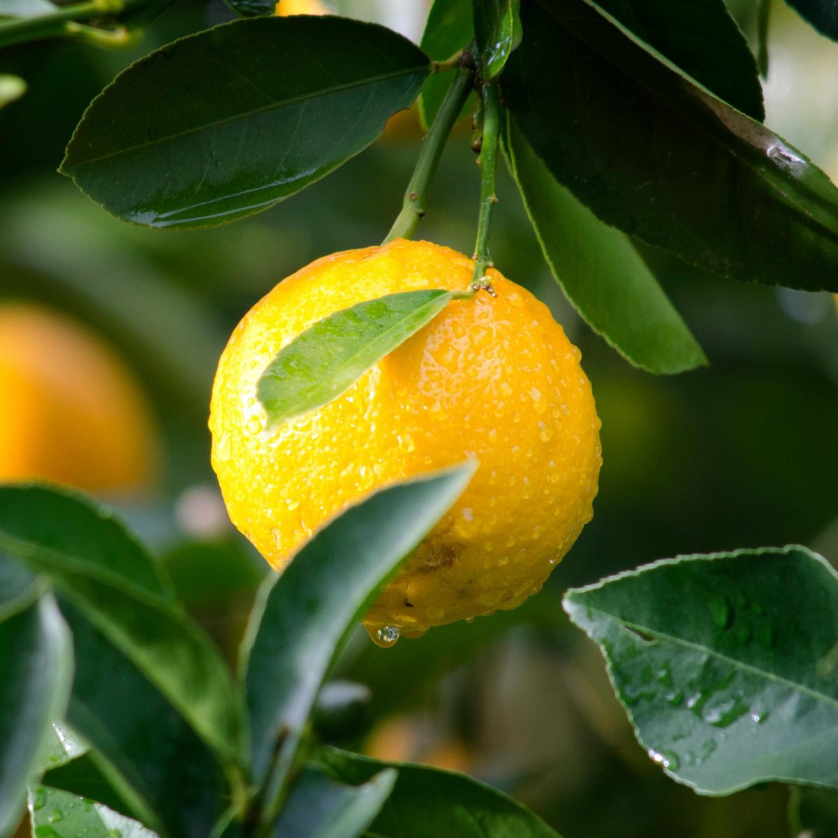 Lemon & Orange Mini Citrus Tree Mix  2