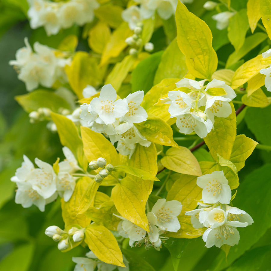 Philadelphus Aureus philadelphusaureus 4