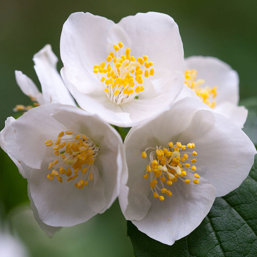 Philadelphus Aureus philadelphusaureus1 3