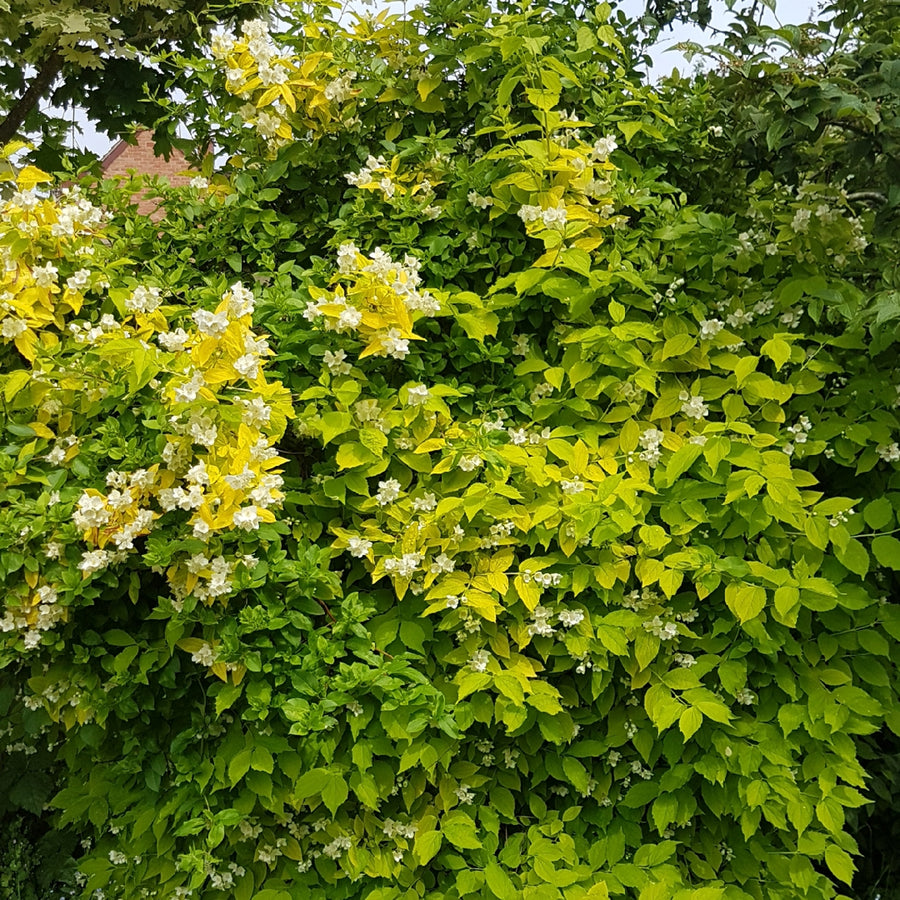 Philadelphus Aureus philadelphusaureus2 2