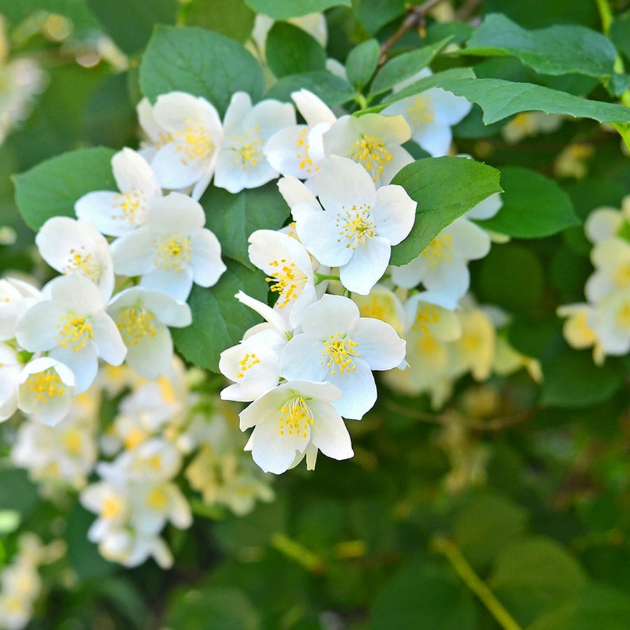 Philadelphus Aureus philadelphusaureus3 1