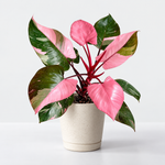 Indoor Plant Colour Collection -  Philodendron Pink Princess, Aglaonema Cherry Baby & Iresine Herbstii Rich Redstar  4