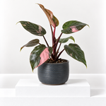 Philodendron Pink Princess  1
