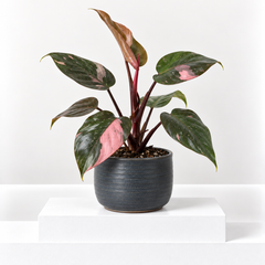 Philodendron Pink Princess