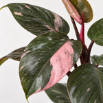 Philodendron Pink Princess  2