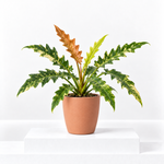 Philodendron Ring of Fire  1