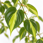 Philodendron Scandens Brasil Hanging Plant  2