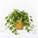 Philodendron Scandens Brasil Hanging Plant  1