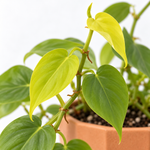 Philodendron Scandens Malay Gold  2