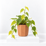 Philodendron Scandens Malay Gold  1