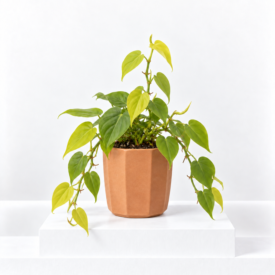 Philodendron Scandens Malay Gold  1