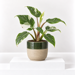 Philodendron White Princess  1