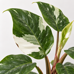 Philodendron White Princess  2