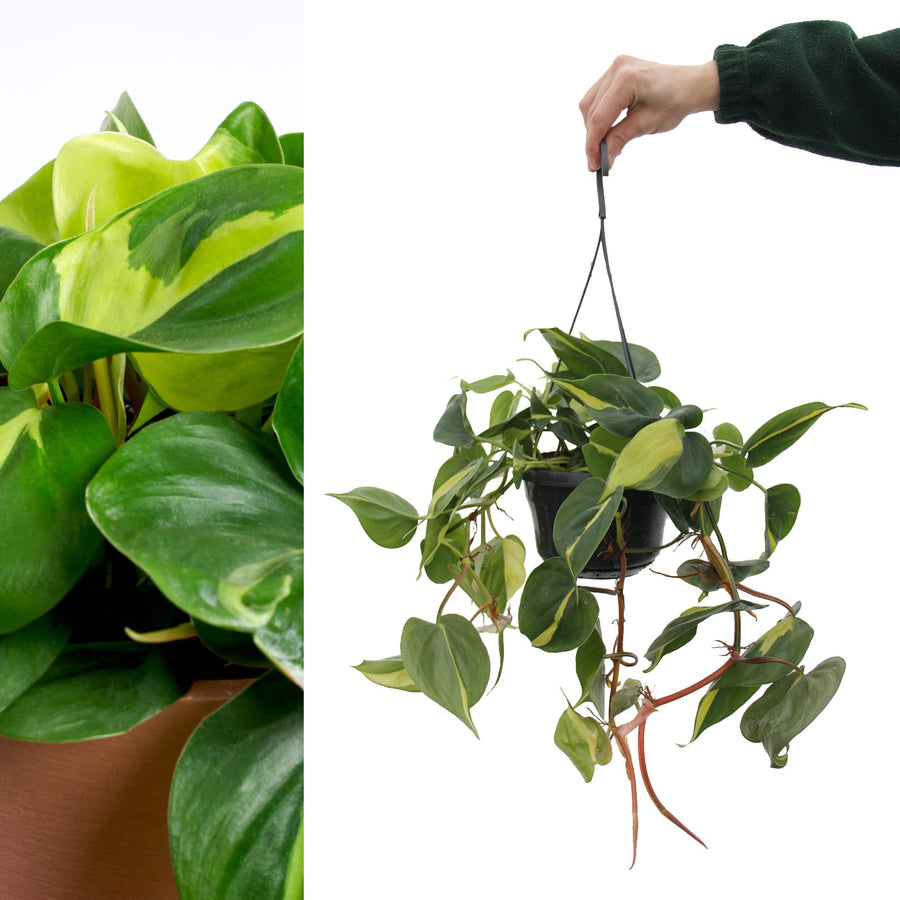 Philodendron Scandens Brasil Hanging Plant philodendronbrazil 3