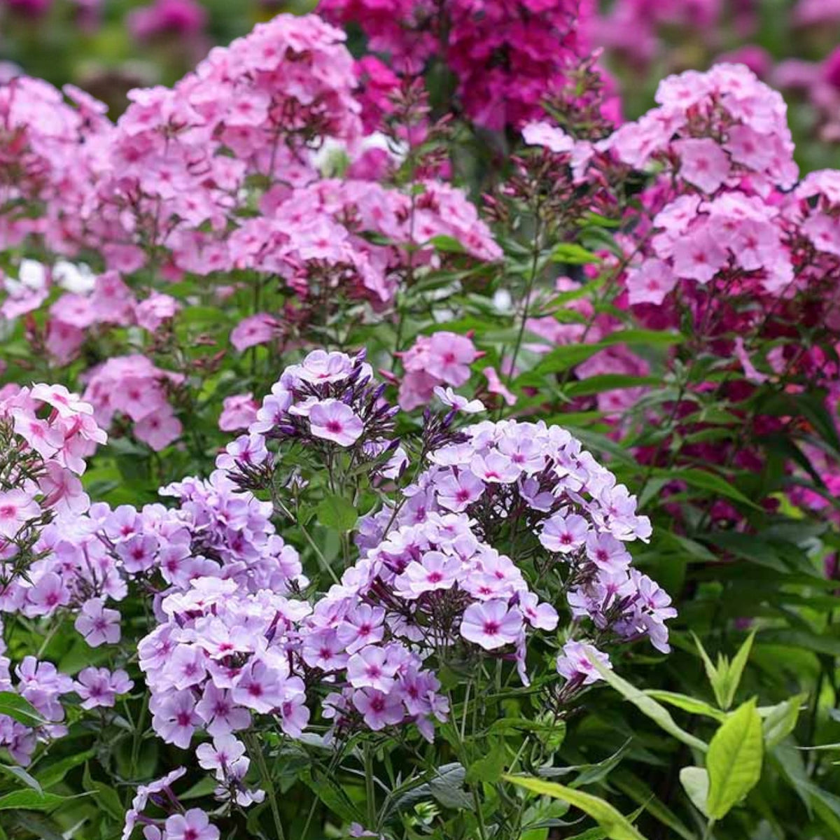 Phlox Bare Root Mix  1