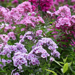 Phlox Bare Root Mix  1