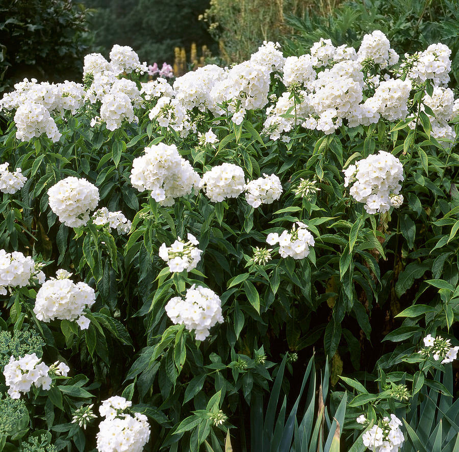 Phlox Panticulata - Rembrandt Phlox Panticulata - Rembrandt image2 2
