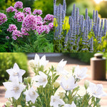 Phlox, Agastache & Platycodon Bare Root Mix  1