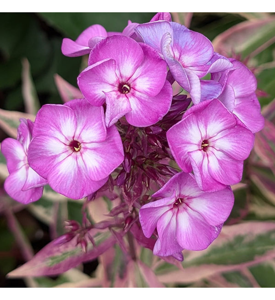 Phlox Olympus  2