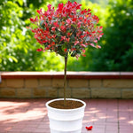 Photinia Red Robin Patio Tree in 7L Pot  1