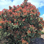 Photinia Red Robin Patio Tree in 7L Pot  4