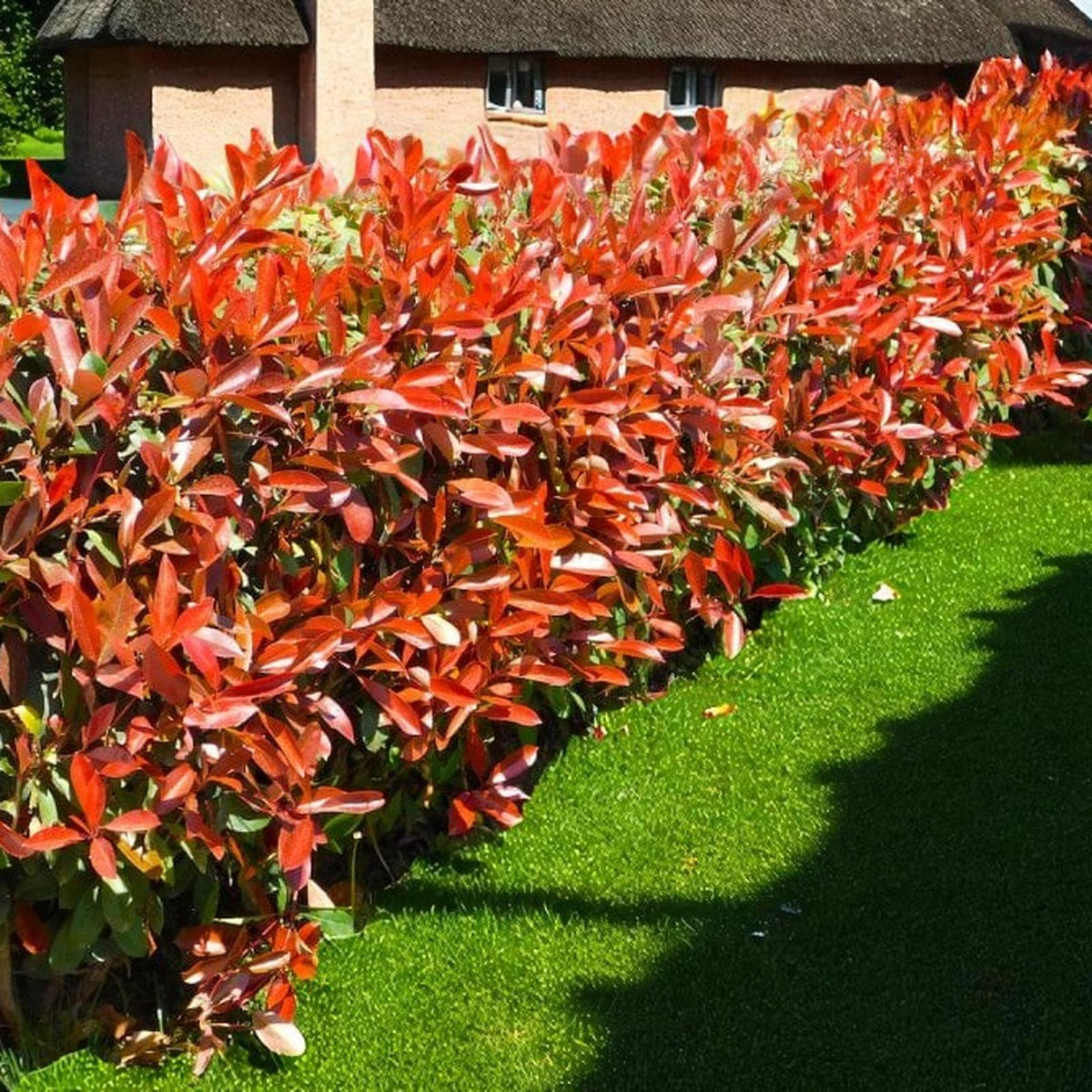 Photinia Red Robin Patio Tree in 7L Pot