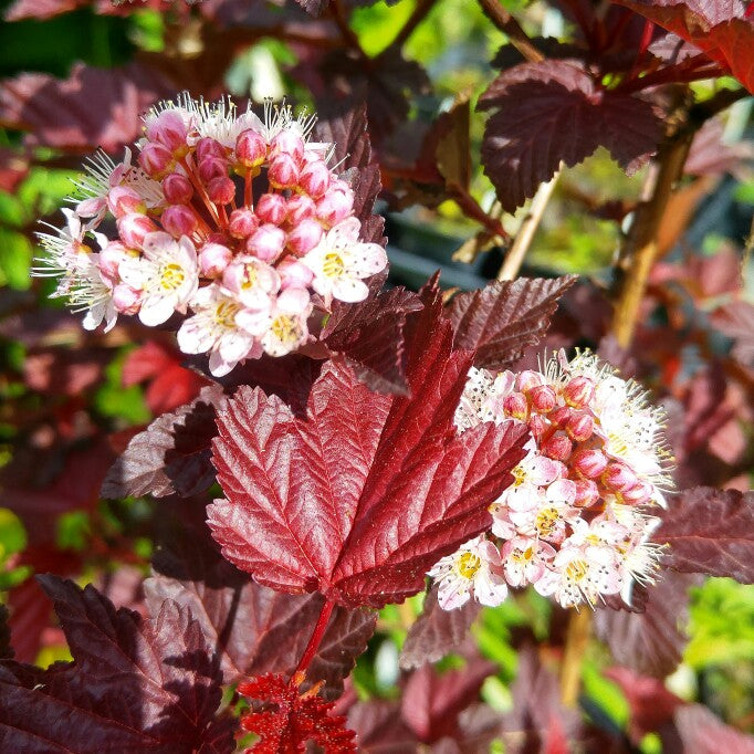 Physocarpus - 'Lady in Red' physocarpus-opulifolius-tuilad-syn-physocarpus-opulifolius-lady-in-red 8