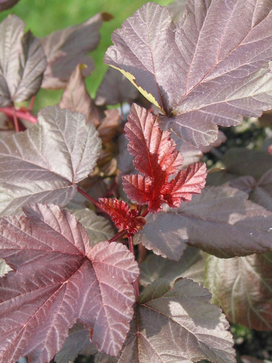 Physocarpus - 'Lady in Red' physocarpusopulifoliusladyinred01copie 7