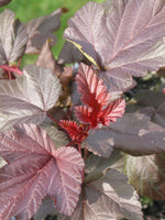 Physocarpus - 'Lady in Red' (3 Plants) physocarpusopulifoliusladyinred01copie 7