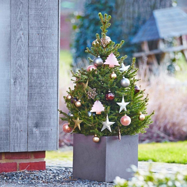 2 x Norway Spruce - Pot Grown Christmas Tree (3ft - 5ft) 2 x Norway Spruce - Pot Grown Christmas Tree (3ft - 5ft) image3 1