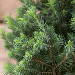 Picea Glauca Conica Christmas Tree Gift Wrapped  3