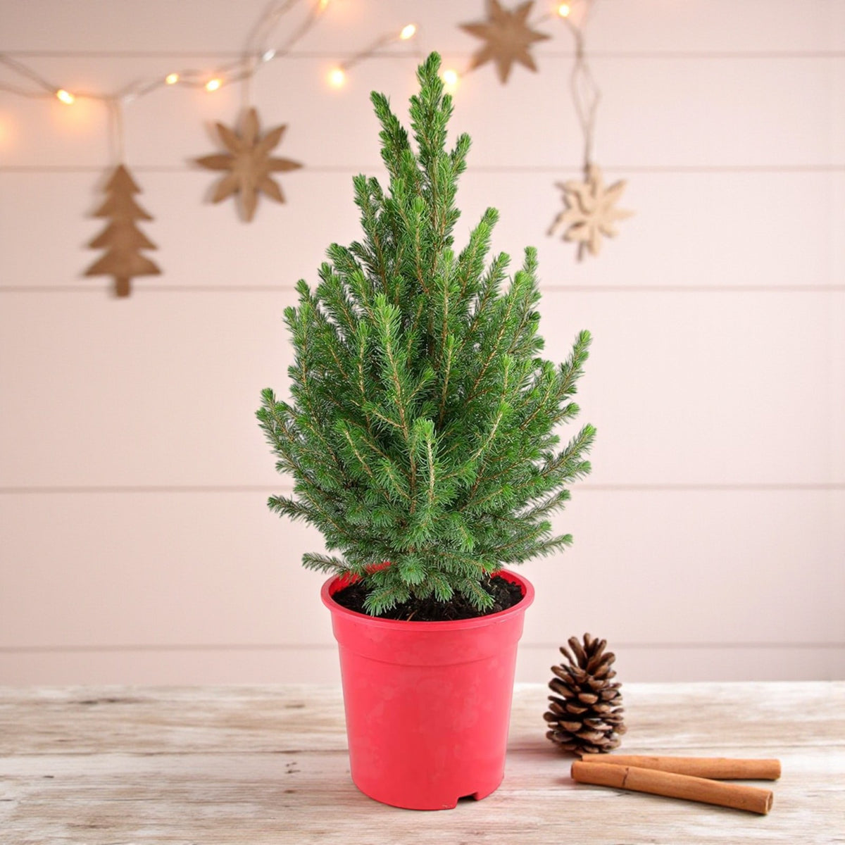 Picea Glauca Conica Mini Christmas Tree  1