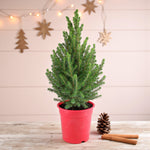 Picea Glauca Conica Mini Christmas Tree  1