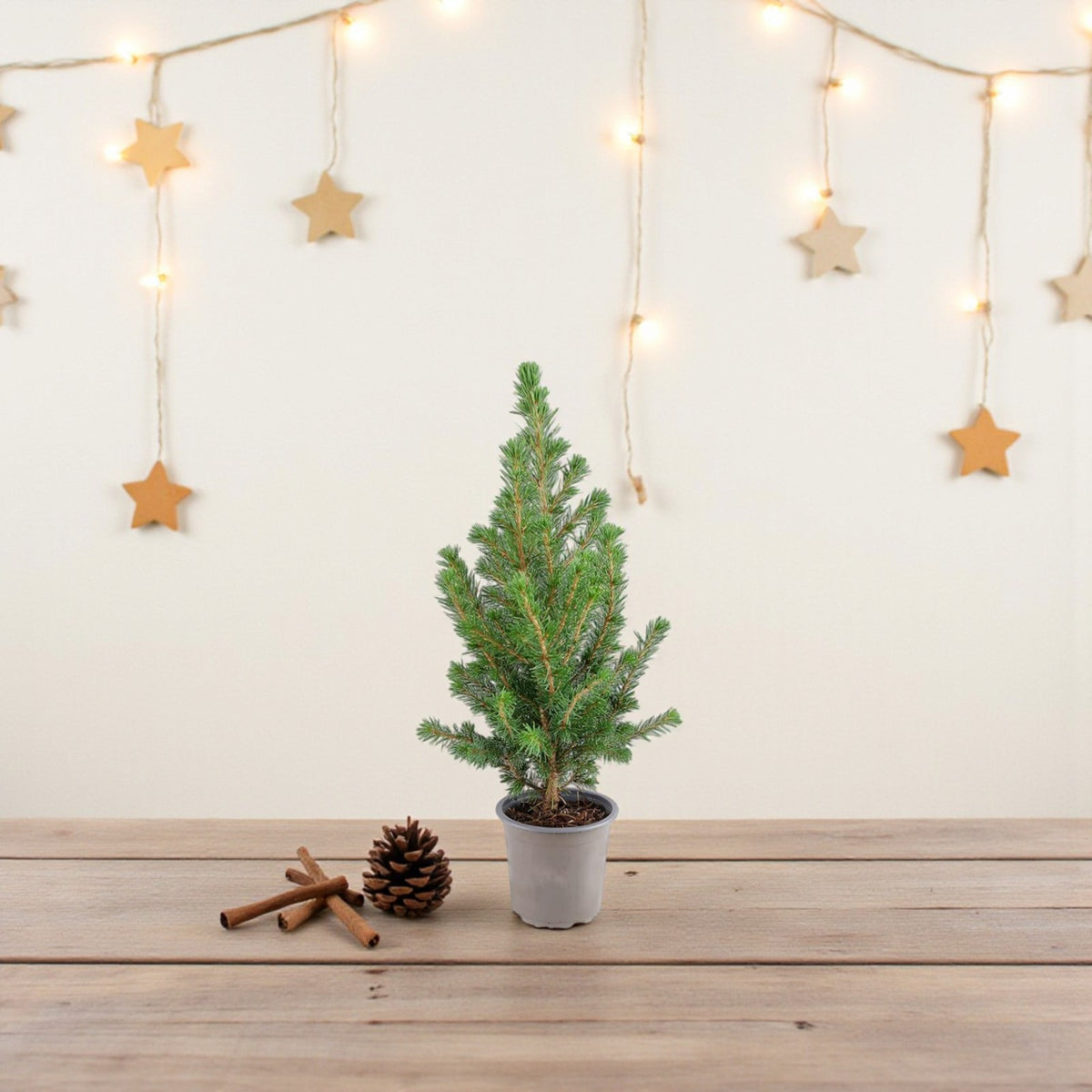 Picea Glauca Conica Mini Christmas Tree  4