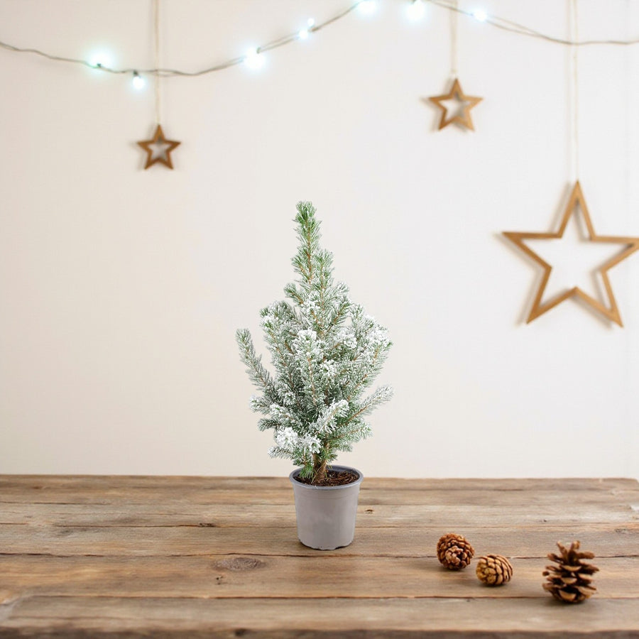 Picea Glauca Conica Mini Christmas Tree  6