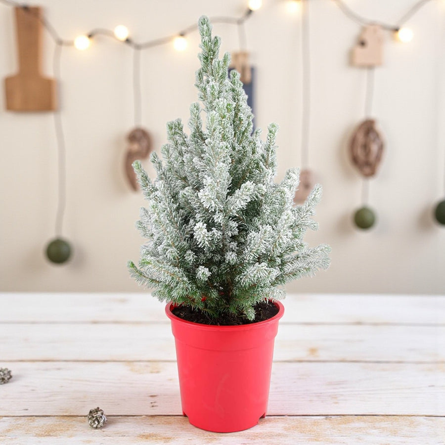 Picea Glauca Conica Mini Christmas Tree  1