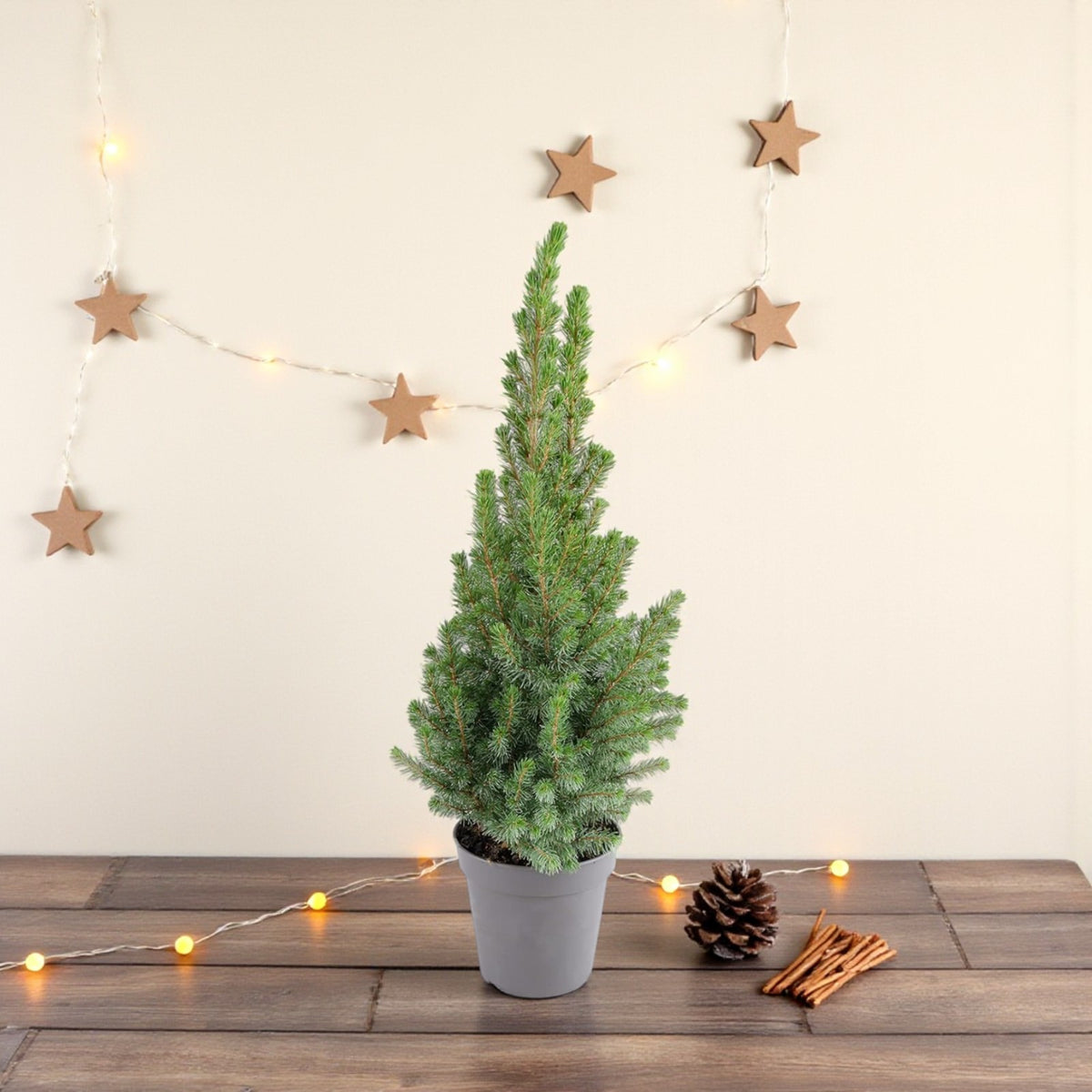 Picea Glauca Conica Mini Christmas Tree  6
