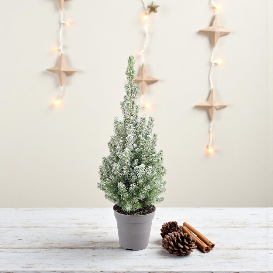 Picea Glauca Conica Mini Christmas Tree  8
